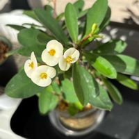 ハナキリン,ユーフォルビア属,多肉植物,観葉植物,塊根植物の画像