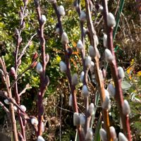 ネコヤナギの画像