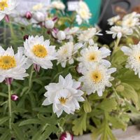 マトリカリア,花かんざし,庭の宿根草,草マルチ,雑草庭の画像