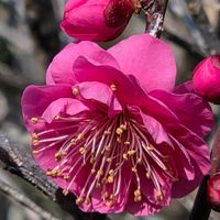 紅梅,紅梅,枝垂れ梅,枝垂れ梅,しだれ梅の画像