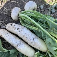 大根,聖護院蕪,梅 (白梅),朝散歩の画像