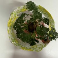 ニンジン,水栽培,iPhone撮影,キッチンの画像