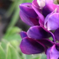 ルピナス,大好きな花,シルエット❤︎,風の中,ヒカリの画像