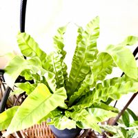 シダ,アスプレニウム エメラルドウェーブ,アスプレニウム エメラルドウェーブ,エメラルドウェーブ,観葉植物の画像