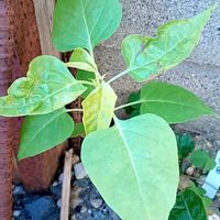 オシロイバナ,オシロイバナ,オシロイバナ愛好家友の会,オシロイバナいっぱい運動,庭の画像