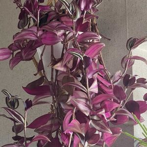 トラディスカンティア・ゼブリナ,リプサリス,トラディスカンティア,トラディスカンティア,観葉植物の画像