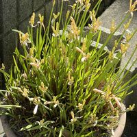 キルタンサス,寒椿,iPhone撮影,犬とお散歩,晴天の画像