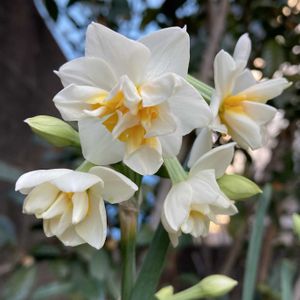 水仙,地植え,ガーデニング,八重咲き,花のある暮らしの画像