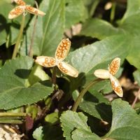 スミレ,スミレ,ノジスミレ,ノジスミレ,福岡県の画像