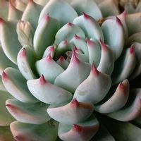 桜吹雪,熊童子,エケベリア 桃太郎,名前を教えて,アエオニウム属ハロウィンの画像