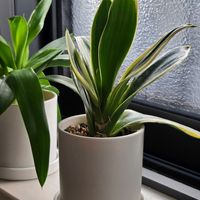 サンスベリア,ユッカ,今日のお花,穏やかな時間,GSの繋がりに感謝♡の画像