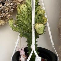 マハラジャ,マハラジャ,ユーフォルビア マハラジャ,ユーフォルビア マハラジャ,廊下の画像