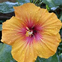 カトレア,カトレア,ハイビスカス,ハイビスカス,バナナの画像