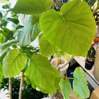 ウンベラータ,フィカス　ウンベラータ,フィカス,森林浴,熱帯植物の画像