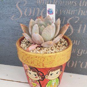 氷山,エケべリア ピンククリスタルローズ, シルエット,トロムソ,GSの繋がりに感謝♡の画像