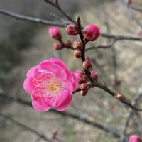 ウメ,カシワバアジサイ,サンスベリア,紅梅,十月桜の画像