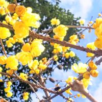 ロウバイ,蝋梅,蝋梅(ロウバイ),お花,黄色の花の画像