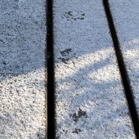 ジューンベリー,チューリップ,チューリップ,アカシデ,野鳥（ヤマガラ）の画像