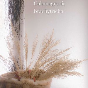 カラマグロスティス ブラキトリカ,ドライフラワー,グラス類,平和を願う☆の画像