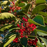 クロガネモチ,黒鉄黐,雑草,山野草,野草の画像
