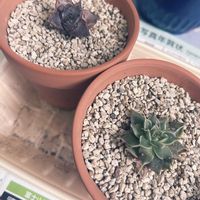 シルバースター,シルバースター,シルバースター,多肉植物。,ヤマトニシキの画像