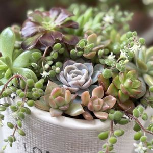 黒法師,ブロウメアナ,植え替え,多肉寄せ植え,多肉ちゃんの画像