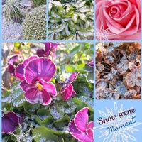 植木鉢,鉢バラ,雪の朝,青い花マニア,チーム・ブルーの画像