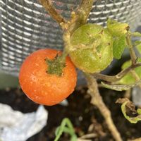 ミニトマト,ミニトマト,ミニトマト,ミニトマト,ミニトマトの画像