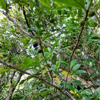 ヒサカキ,沖縄の画像