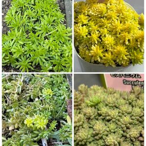ゴールドビューティー,ミモザ,ドリームスター,セダム属,多肉大好きの画像