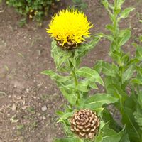 ベニバナ,ベニバナ,キク科,近所のお庭の画像