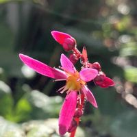 ウメ,ダイモンジソウ,プリムラ　ジュリアン,梅(うめ),山野草の画像