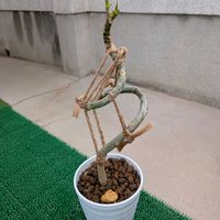 ウンベラータ,ウンベラータ,観葉植物,曲げ木,ウンベラータ曲げ木の画像