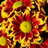 スモモ,スモモ,テンニンギク,お墓まいり,寒い晴れた冬の日の画像