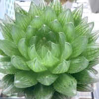 ハオルチア,クーペリー,ダイソー,陽のあたる縁側の画像