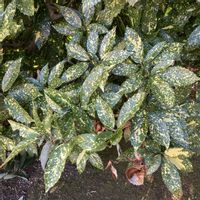 アオキ,お出かけ先の画像