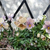 寄せ植え,꒰ღ˘◡˘ற꒱かわゅ~,花のある暮らし,小さな寄せ植え,いつも、いいね!ありがとうございます(*´`)♡の画像