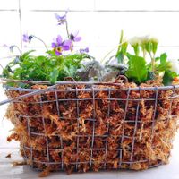 カレックス,ビオラ,ダスティミラー,水苔☆,ビオラロカハーツルーキーズの画像