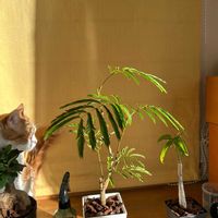 エバーフレッシュの画像