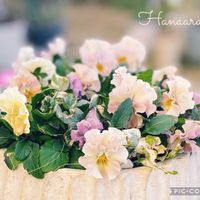 エキナセア シャイアンスピリット,ビオラ 華あられ,癒しのお花,愛の花♡,ありがとうの花❣️の画像