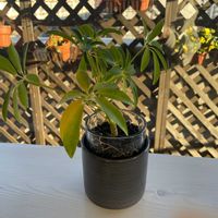 シェフレラの画像