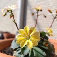 エキナセア,エキナセア,レウィシア,レウィシア,レウィシア（白）の画像