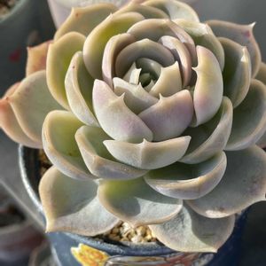 オウンスロー,オウンスロー,ブルーサプライズ,多肉植物,ダイソー産の画像