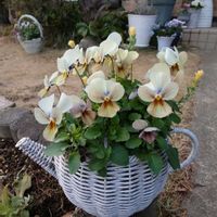 ロータス ブリムストーン,ロータス『ブリムストーン』,プリンセスクローバー『ダークデビー』,ビオラ すみれ図鑑,ビオラ『すみれ図鑑』の画像