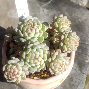 ピンクローサ,軒下の画像