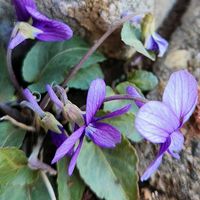スミレ,野草,チーム千葉✿︎,秘密の花園♡,花咲く乙女たち♡の画像