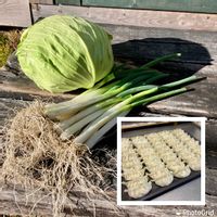 ニンニク,キャベツ,九条ネギ,家庭菜園奮闘日記,手作り餃子の画像