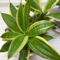 サンスベリア,ボリジ,ストロビランサス,サンスべリア,冬の庭の画像