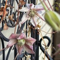 クリスマスローズ,クリスマスローズ,クレマチス,シュウメイギク,シュウメイギクの画像