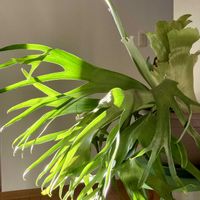 ビカクシダ,ビカクシダ アルシコルネ,ビカクシダ　アルキコルネの画像